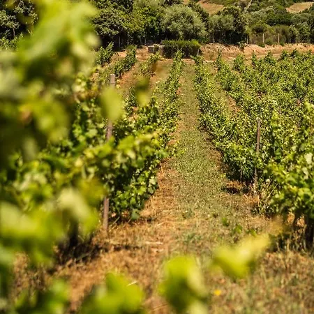 In Vigna Arzachena