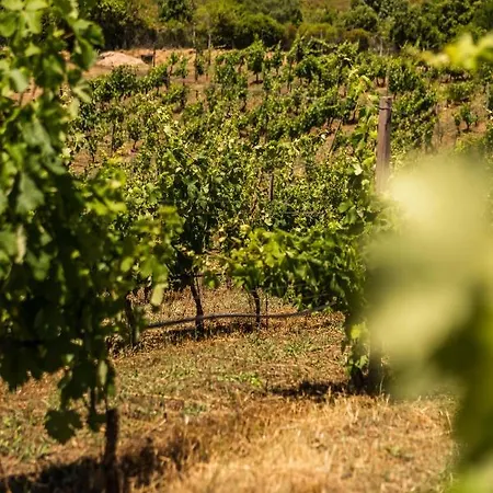 Appartamento In Vigna