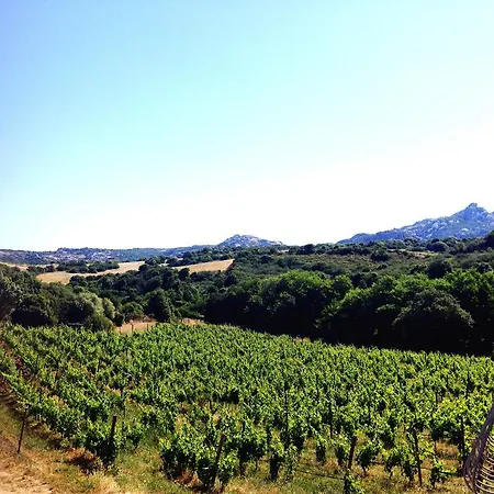 In Vigna *